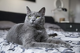 猫,基蒂,宠物