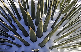 蘆薈,雪,植物