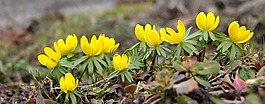 冬天乌头,eranthis hyemalis,春天