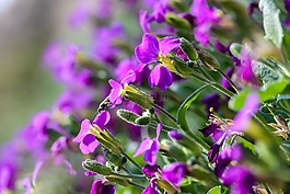 pázsitviola,花卉,性质