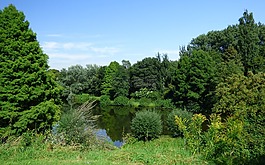 湖,池塘,綠色