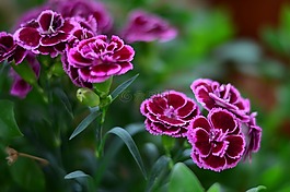 花卉,宏,性質(zhì)