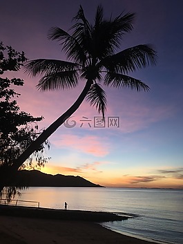 棕櫚,椰子,日落