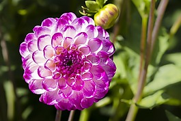 嬌琴紗,開花,花