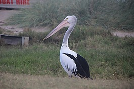 鵜鶘,鳥,澳大利亞