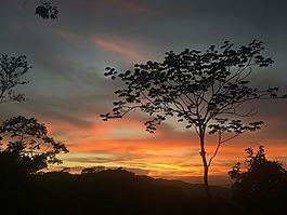 日落,樹,傍晚的天空