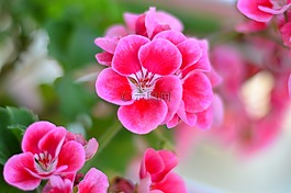 花卉,宏,性質(zhì)