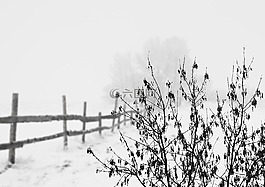 雪,冬天,冷