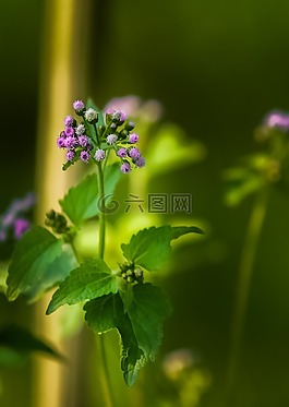 綠色,花,自然