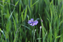 草甸,性質(zhì),藍花