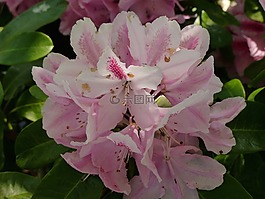杜鹃,开花,粉红色