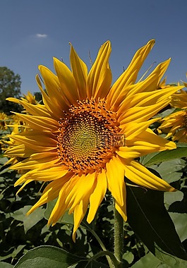 向日葵,性質(zhì),鮮花