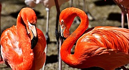 火烈鳥(niǎo),鳥(niǎo),豐富多彩