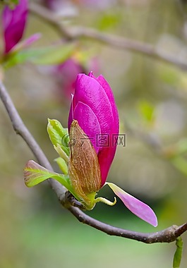 玉蘭,開花,春天