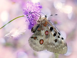 apollofalter,蝴蝶,花