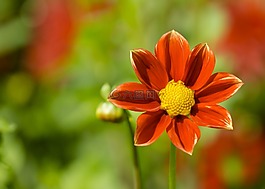 嬌琴紗,開花,花