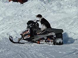 牧羊犬,skidoo,江冰