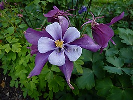 鴿的,花,開花
