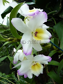 蘭花,白,開花