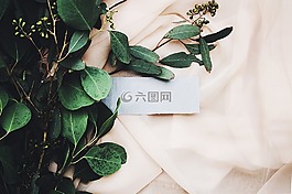 綠色,葉子,植物