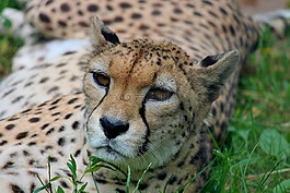 獵豹,關(guān)閉,捕食