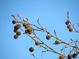 天空,藍(lán)色,天空藍(lán)