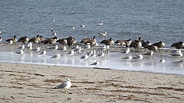鳥(niǎo),海鷗,海灘