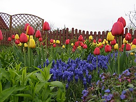 郁金香,花園,春