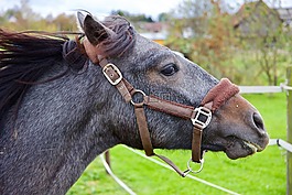 馬,動物,馬頭
