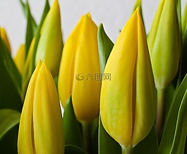 郁金香,花,春天