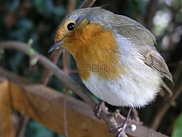 鳥(niǎo),知更鳥(niǎo),redbreast