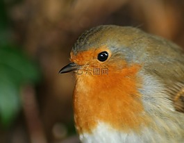 鳥(niǎo),知更鳥(niǎo),redbreast