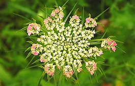 花,未成年,鮮花