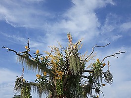 蘭花,花,樹(shù)