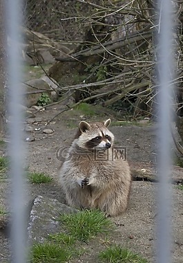 浣熊,動(dòng)物園,動(dòng)物