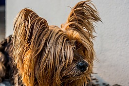 约克夏犬,狗,小狗