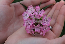 花在你的手掌,粉红色的花,杂粮