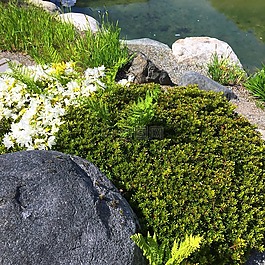 石,苔,水