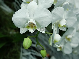 蘭花,花,花的