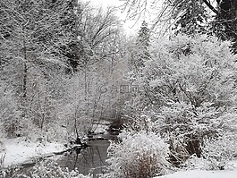 冬季,視圖,雪