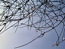 雨滴,草,自然