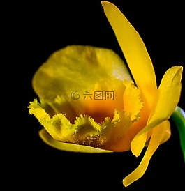 野生蘭花,蘭花,開花