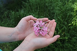 花在你的手掌,粉红色的花,杂粮