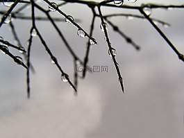 雨滴,草,自然