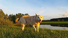 狗,混合動(dòng)力,白