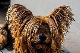 約克夏犬,狗,小狗
