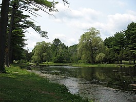 小绿色池塘,景观,公园