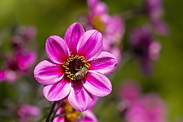 嬌琴紗,開花,花