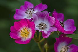 玫瑰,野生玫瑰,花