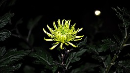花卉,切,宏